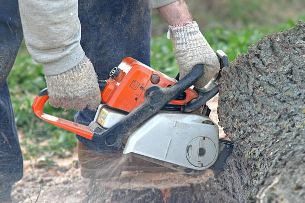 Tree and Shrub Care in Walnut Ridge, AR