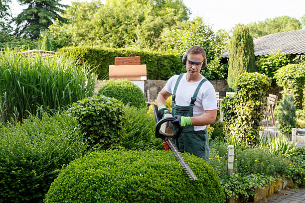 Professional Tree Services in Walnut Ridge, AR